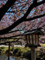 Sakura Season